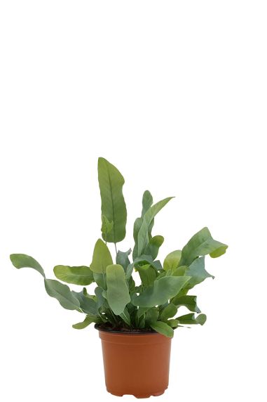 Phlebodium blue star varen