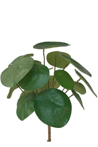 Pilea pannenkoekplant