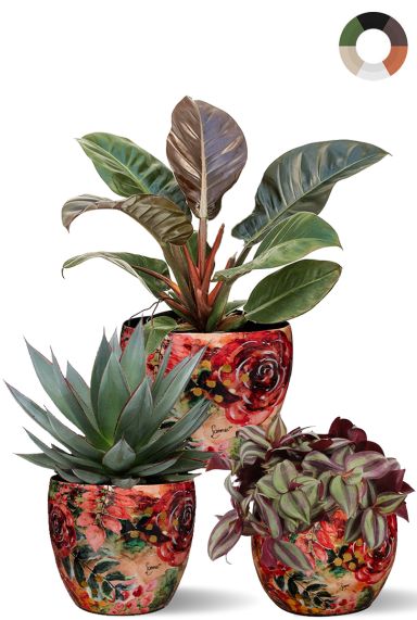 Plantes a feuilles rouges