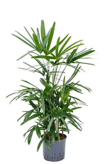 Rhapis excelsa hydrocultuur plant 1