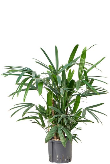Rhapis palm hydrocultuur 1