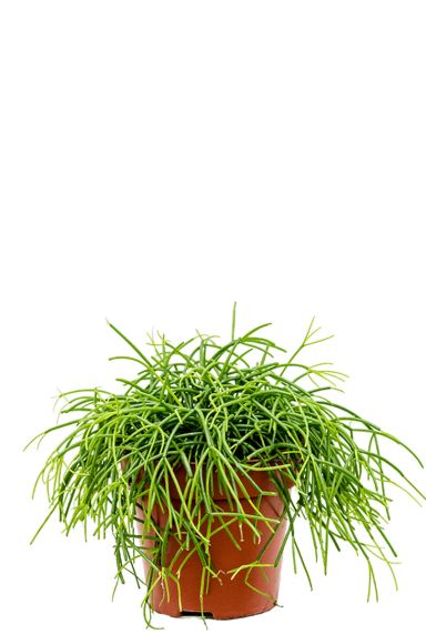 Rhipsalis cashero