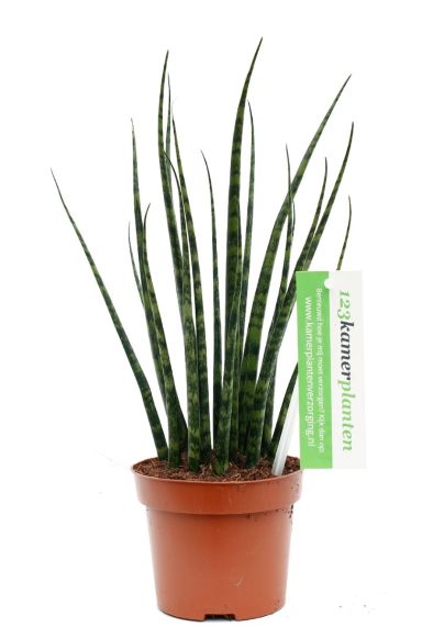 Plante d'intérieur Sansevieria Fernwood 