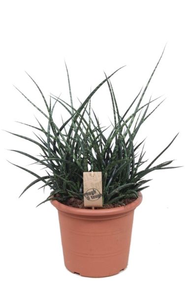 Sansevieria Fernwood