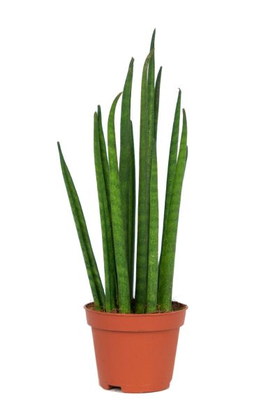 Sansevieria mikado 2