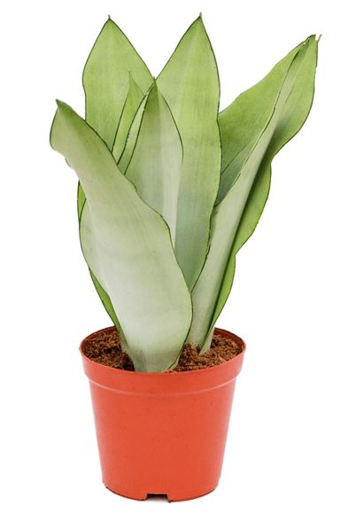 Sansevieria moonshine 4