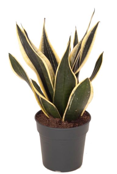 Sansevieria super flame kamerplant