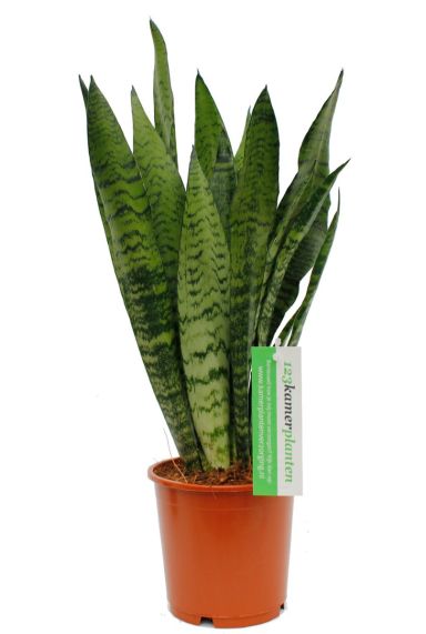 Sansevieria Zeylanica