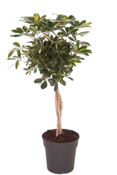 Schefflera gold capella 3