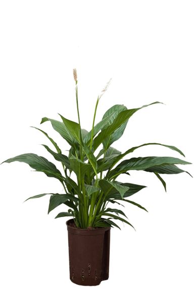 Spathiphyllum mont blanc hydrocultuur