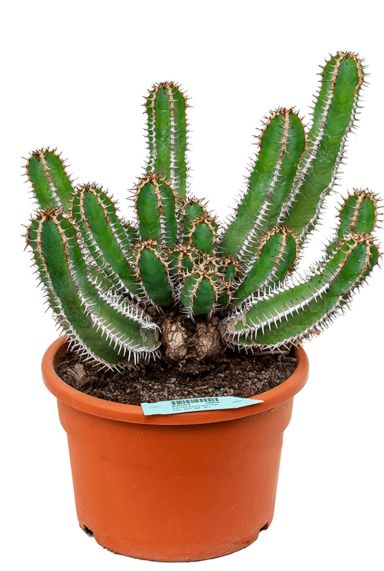 Euphorbia avasmontana