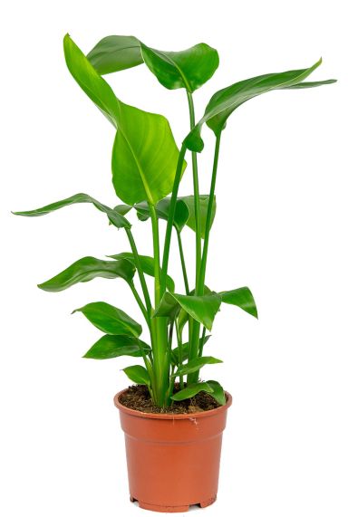 Plantes Strelitzia