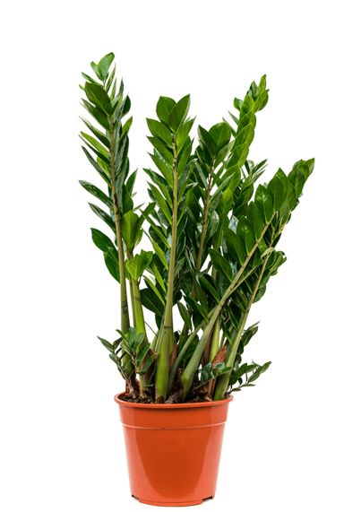 Zamioculcas pflanze