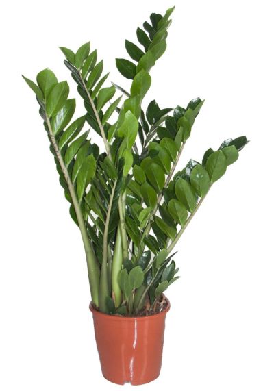 Zamioculcas zam21090