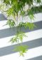 Syngonium Red Spot blad