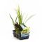 Epipremnum Pinnatum Global Green