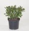 Crassula Sunset