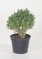 Crassula