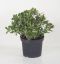 Crassula Sunset