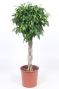 Ficus Columnar