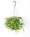 Peperomia
