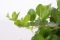 Peperomia