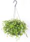 Peperomia