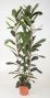 Ficus Tresor
