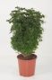 Aralia Butterfly