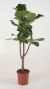 Ficus lyrata