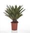 Cycas Revoluta