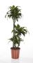 Dracaena Dorado