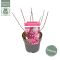 Syngonium Pink Splash