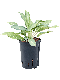 Syngonium Red Spot blad