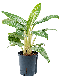 Epipremnum Pinnatum Global Green