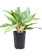 Syngonium Red Spot blad