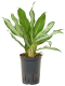 Epipremnum Pinnatum Global Green blad