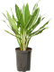 Syngonium Red Spot blad