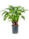 Epipremnum Pinnatum Global Green