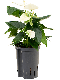 Syngonium Red Spot blad