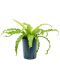 Syngonium Red Spot blad