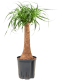 Scindapsus Treubii Dark plant