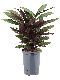 Epipremnum Pinnatum Global Green