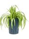 Syngonium Red Spot blad