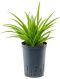 Syngonium Red Spot blad