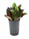 Syngonium Red Spot blad