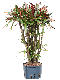 Epipremnum Pinnatum Global Green blad variegata