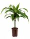 Alocasia Branchifolia Pink Passion blad