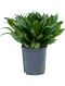 Epipremnum Pinnatum Global Green