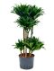 Epipremnum Pinnatum Global Green
